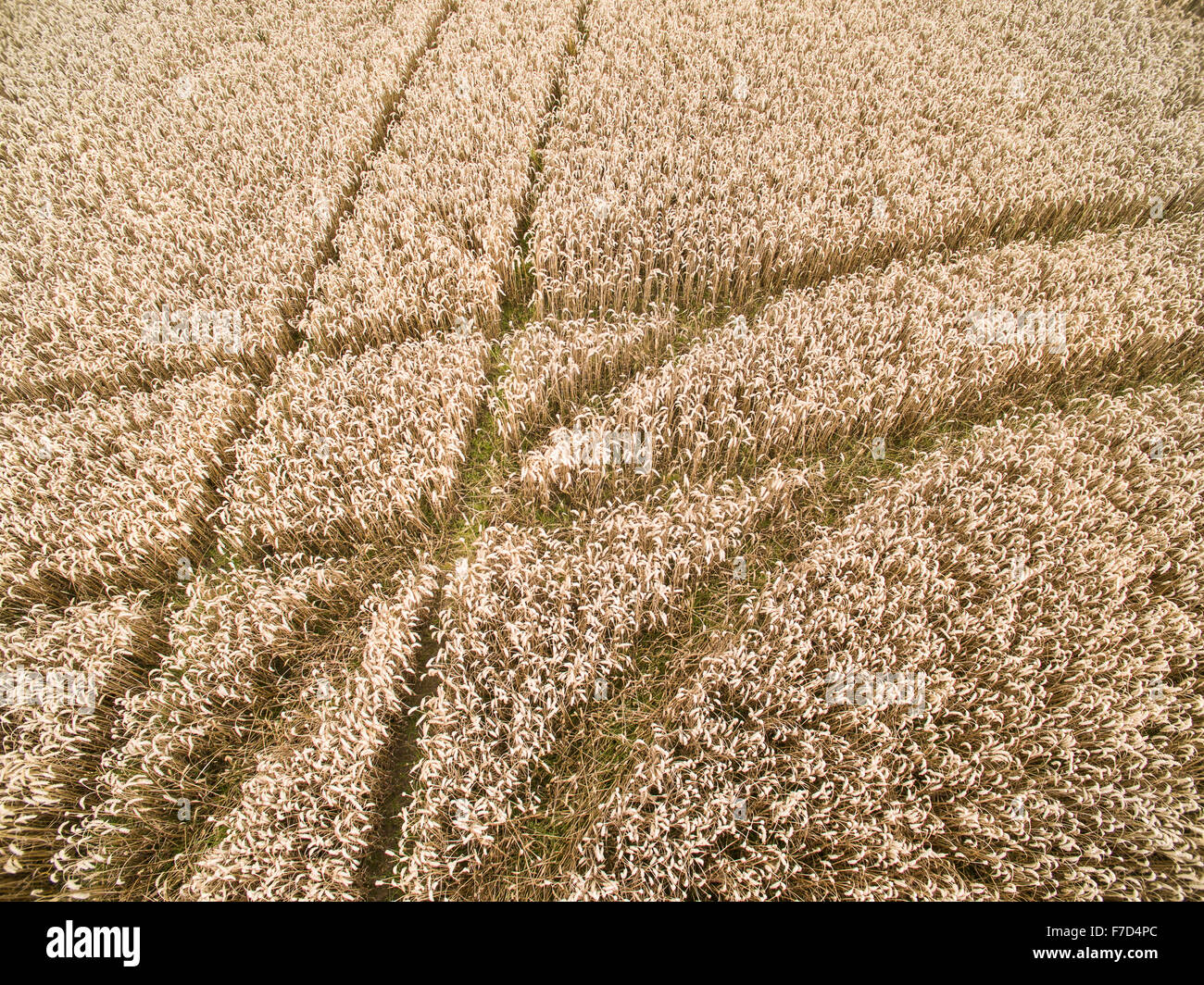 Le tracce in cornfield Foto Stock