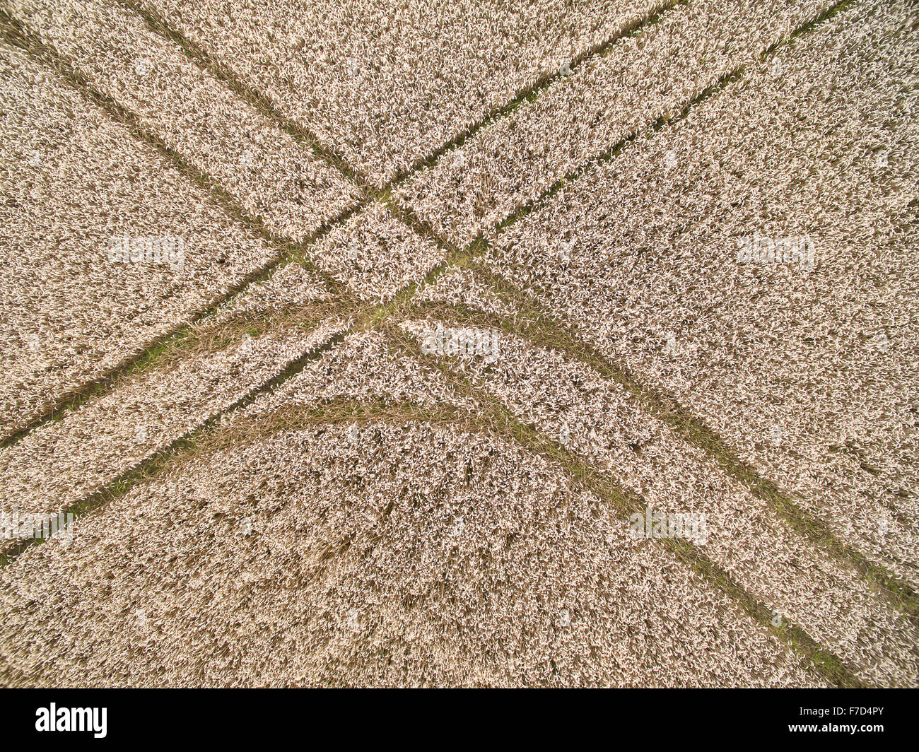 Le tracce in cornfield Foto Stock