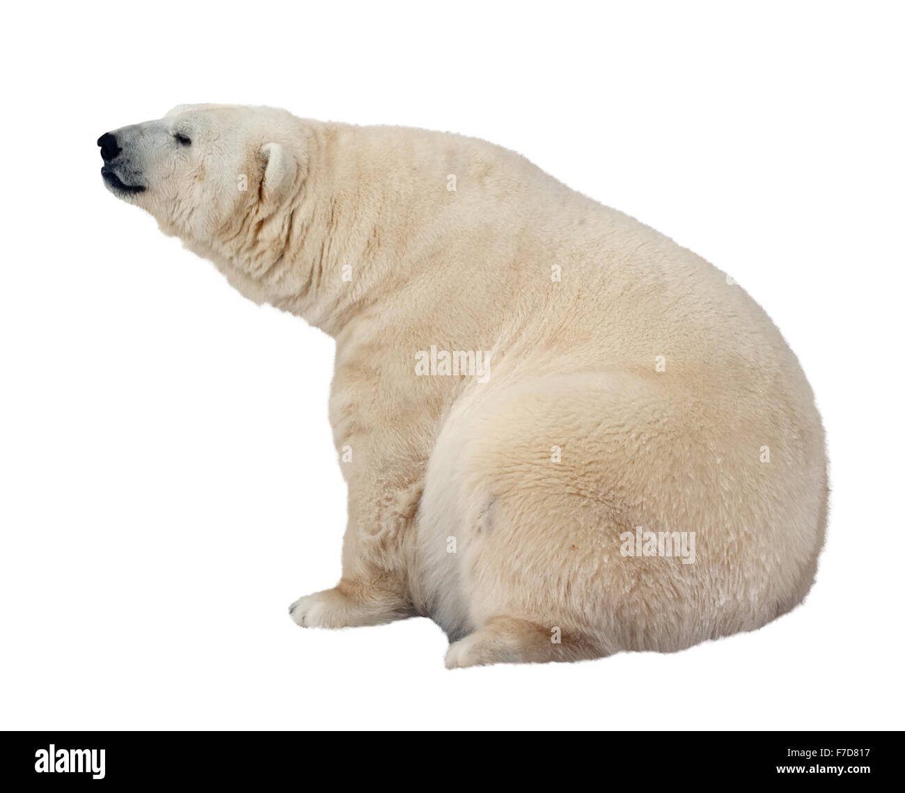 Orso polare. Isolato su sfondo bianco Foto Stock