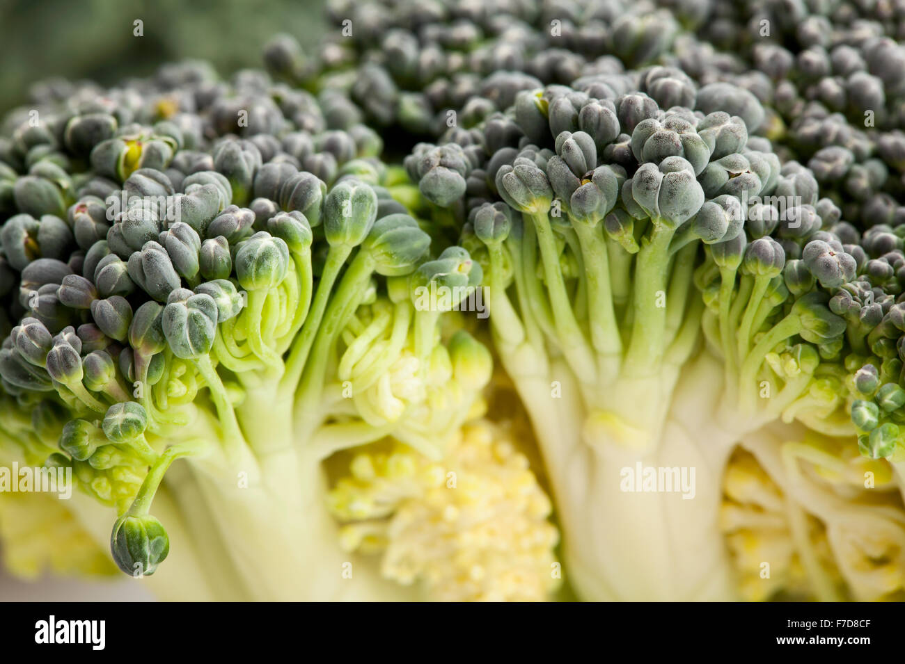 macro di broccoli Foto Stock