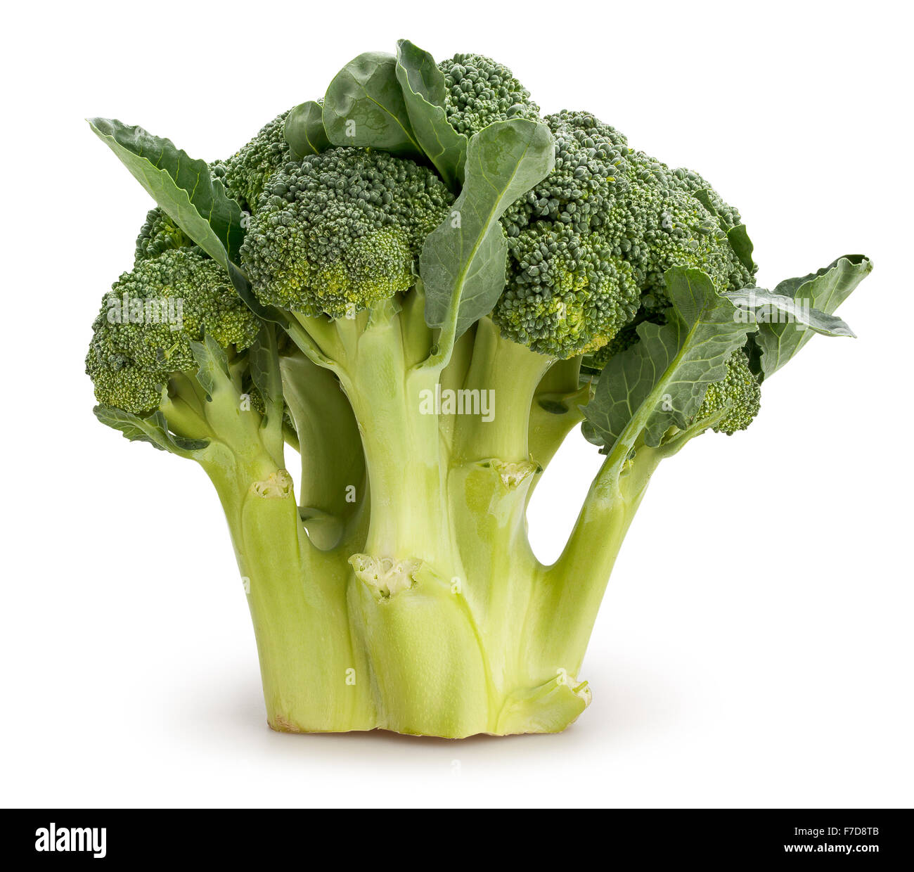 Broccoli isolato Foto Stock