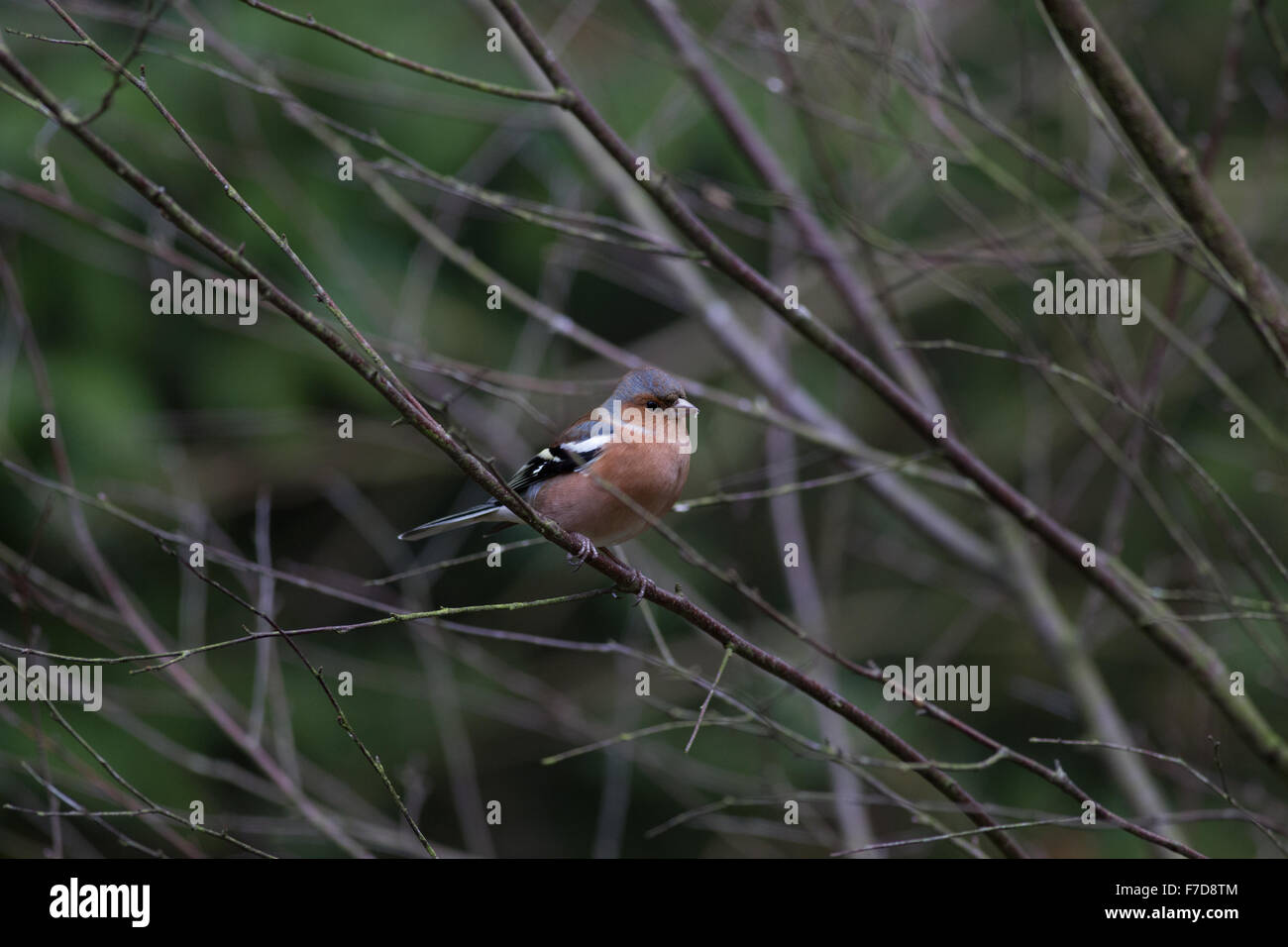 Fringuello, maschio, Giardino Bird Foto Stock