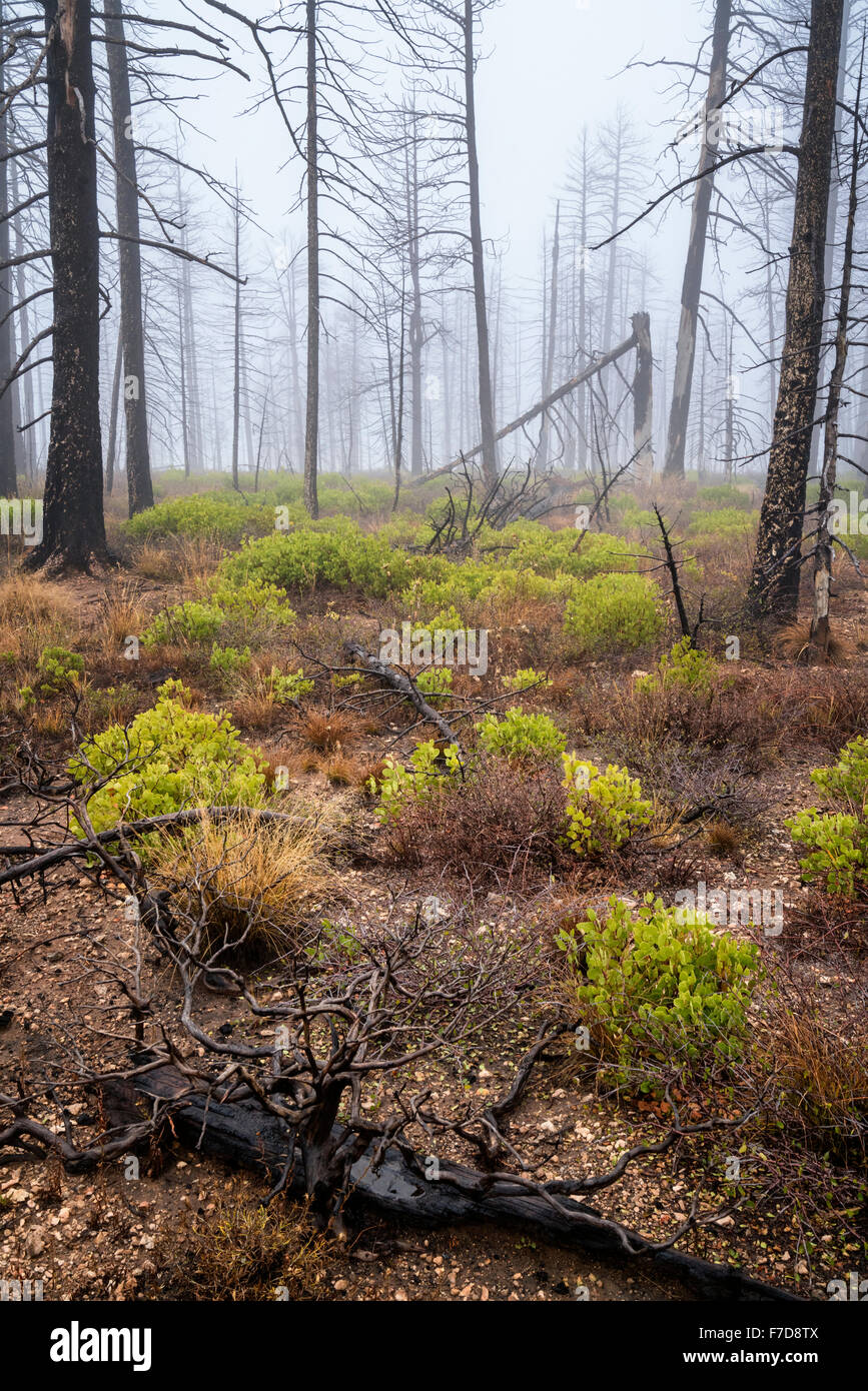 La vita dopo il fuoco, il Parco Nazionale di Bryce Foto Stock