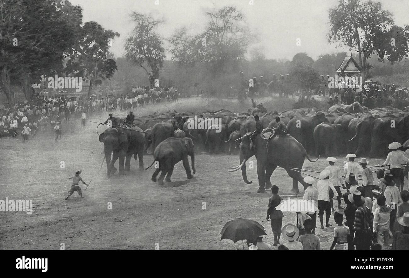 La guida la mandria verso il Kraal - lo spostamento, audaci folla di spettatori appendere costantemente sui talloni degli elefanti, elefante Hunt in Siam, circa 1900 Foto Stock