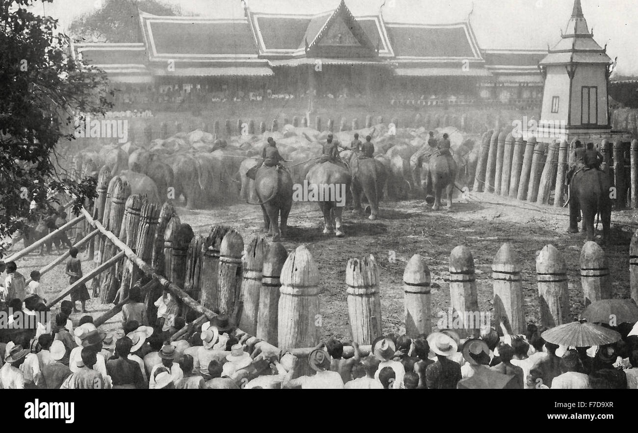 Noosing e guidando la mandria intorno al Kraal così da sola la cordata elefanti, Siam Elephant Hunt, circa 1900 Foto Stock