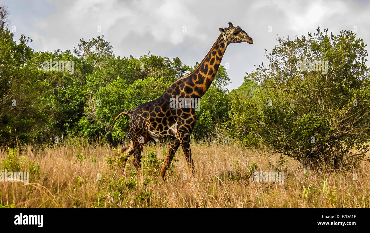 La giraffa visto durante un safari in Kenya Foto Stock