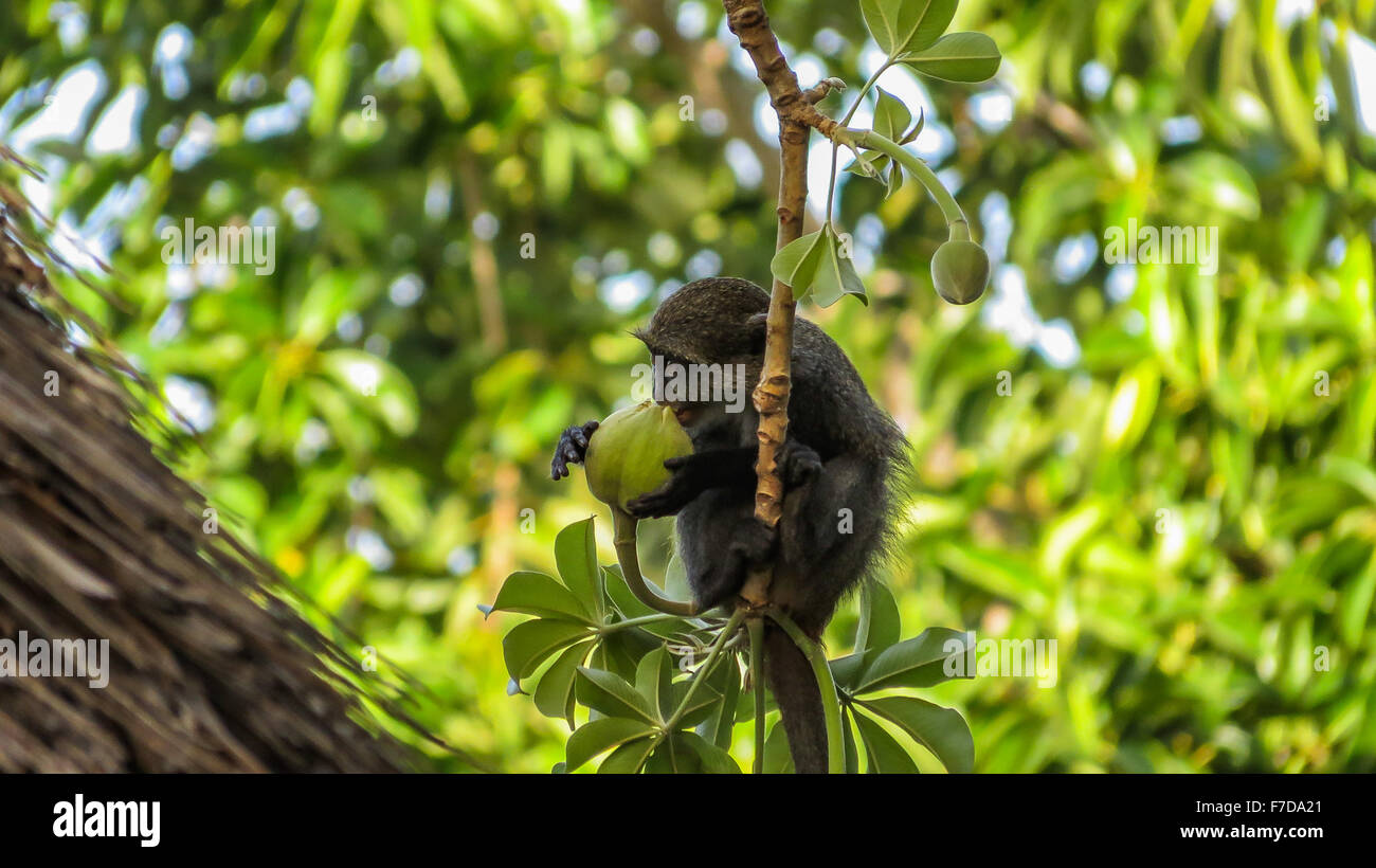 Little Blue Monkey mangiare frutta baobab Foto Stock