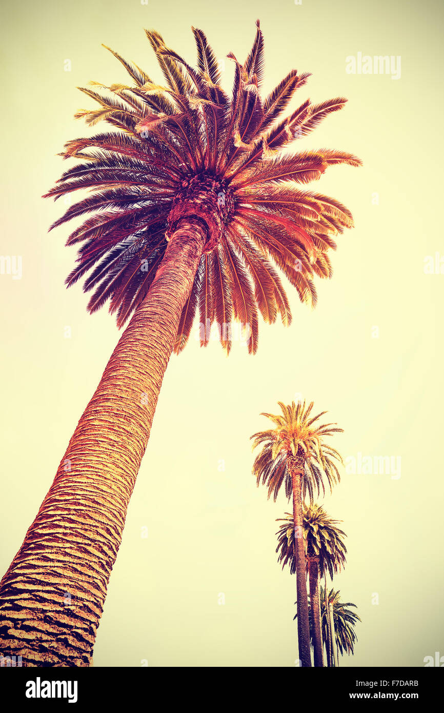 Vintage tonica palme al tramonto, vacanze sfondo, Santa Monica, Stati Uniti d'America. Foto Stock