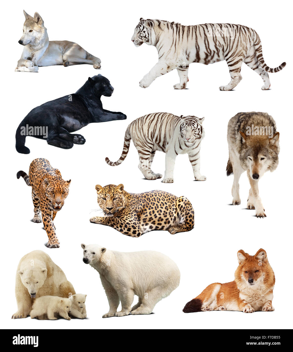 Serie di immagini di carnivori. Isolato su sfondo bianco con ombra Foto Stock