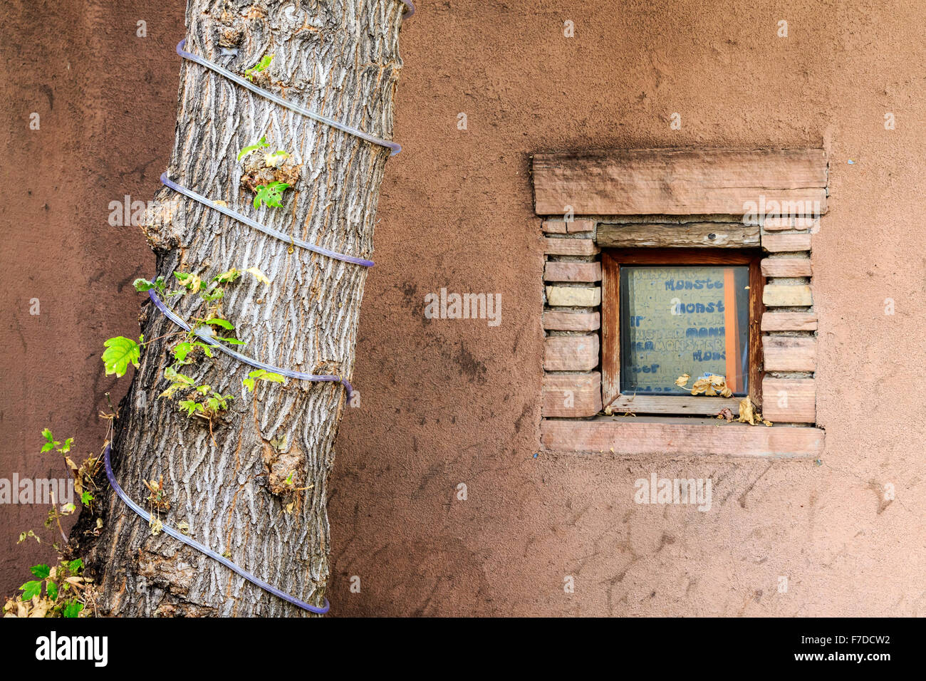 Dettaglio della finestra e un albero in uno storico edificio di adobe in Taos, NM, Town Square. Foto Stock