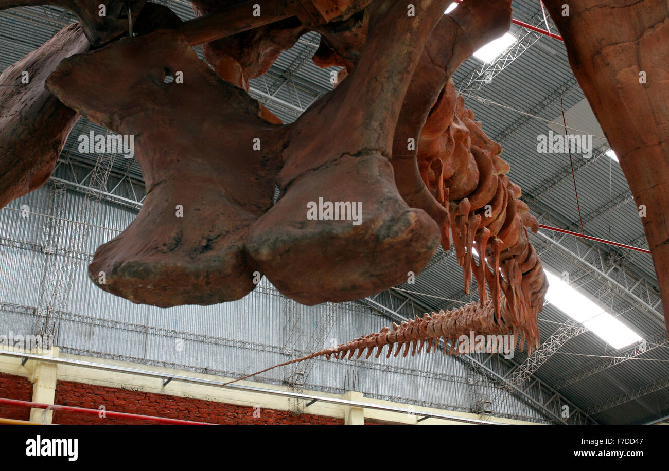 Mondi più grande dinosauro scheletro ricostruito a Predio Ferial, Trelew Chubut Regione Patagonia Argentina. Scoperto nel 2014 Foto Stock