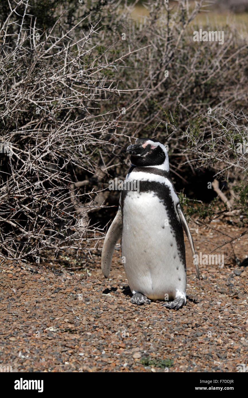 In piedi Magellanic Penguin . El Pedral, Punta Ninfas, Chubut Provincia, Patagonia, Argentina. Foto Stock