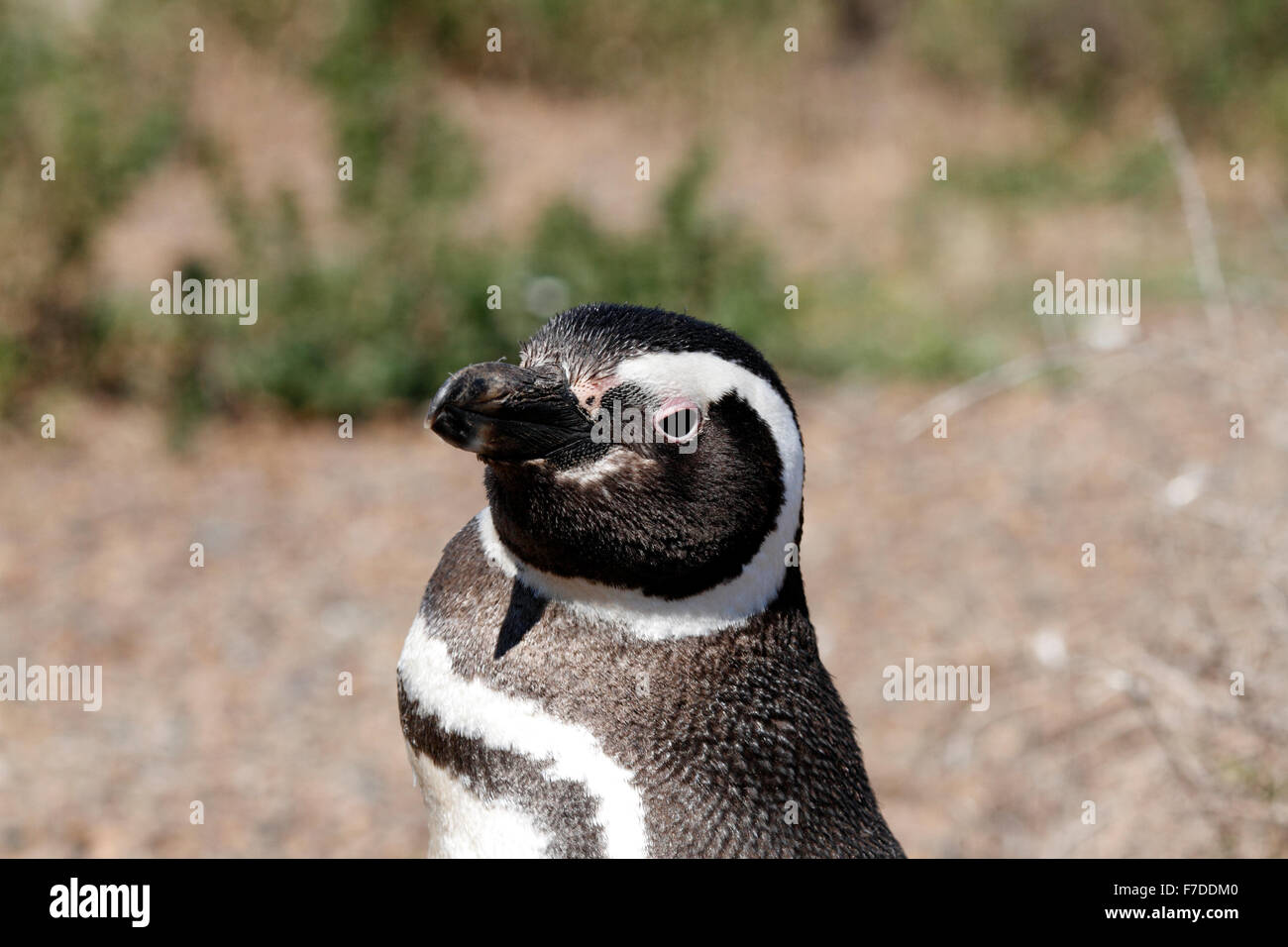 In piedi Magellanic Penguin . El Pedral, Punta Ninfas, Chubut Provincia, Patagonia, Argentina. Foto Stock