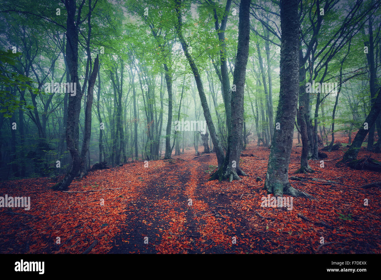 Misterioso vecchio foresta nella nebbia. In autunno la mattina in Crimea. Magica atmosfera. Bellissimo paesaggio naturale. In stile vintage Foto Stock