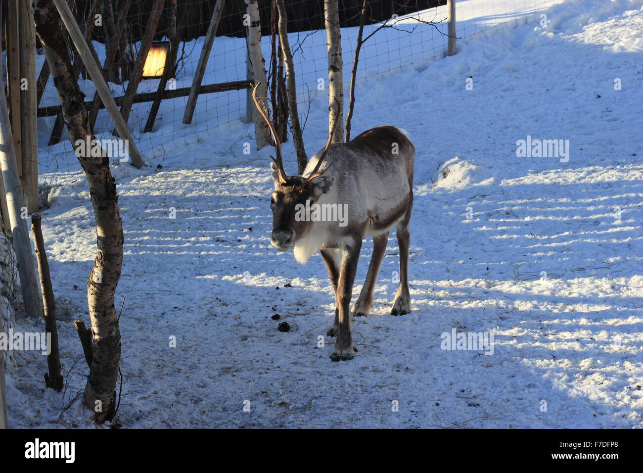 Una renna in Kirkenes, Norvegia Foto Stock