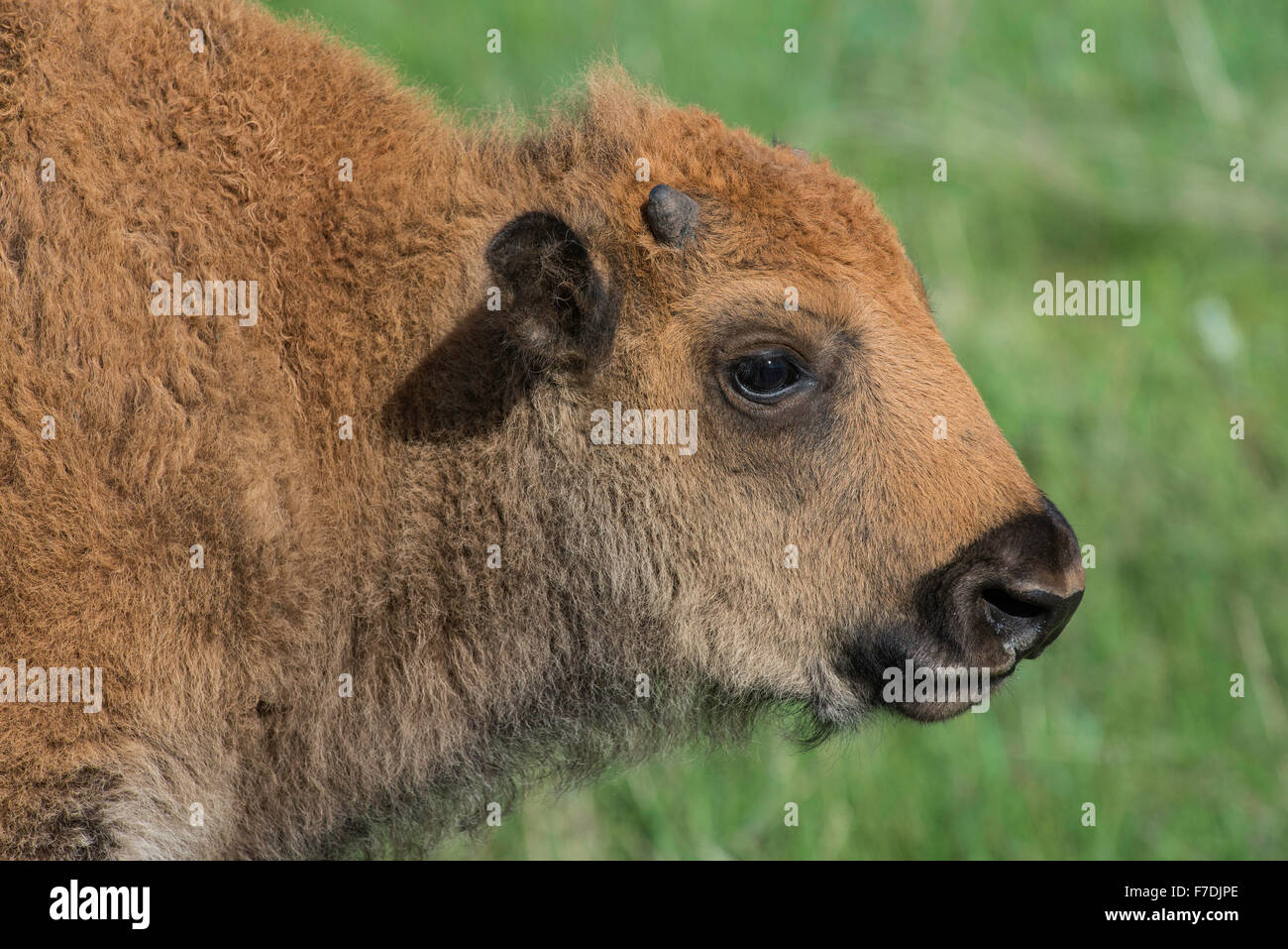 I bisonti americani (Bison bison) ritratto, Fort Custer State Park, S. Dakota USA Foto Stock