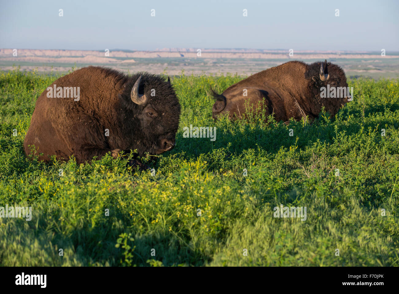 I bisonti americani (Bison bison) adulti pascolare sui prati, Western America del Nord Foto Stock