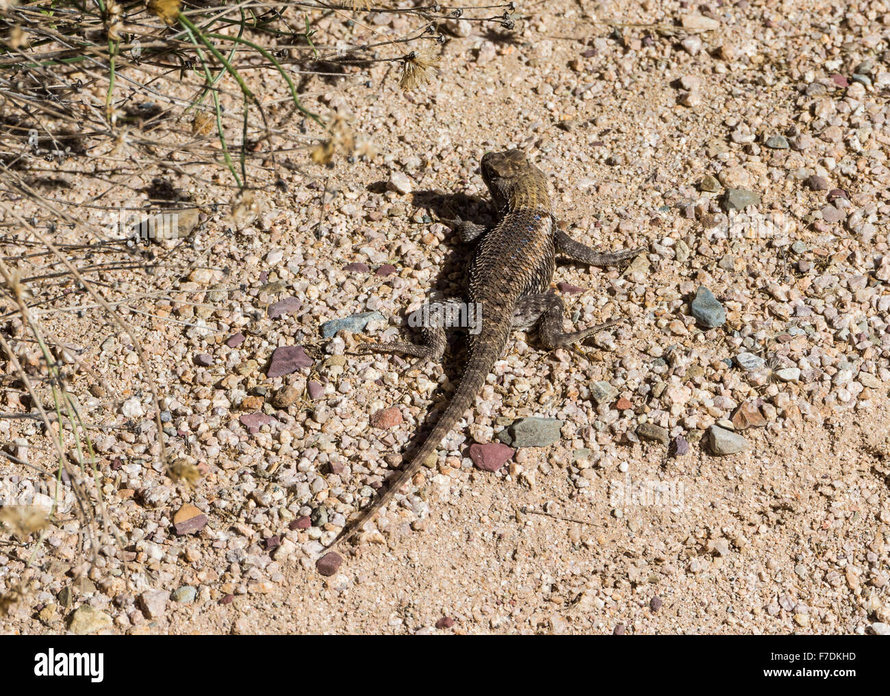 Un deserto spinoso Lizard (Sceloporus magister) in esecuzione sul pavimento del deserto. Il Parco nazionale del Saguaro, Tucson, Arizona, Stati Uniti. Foto Stock