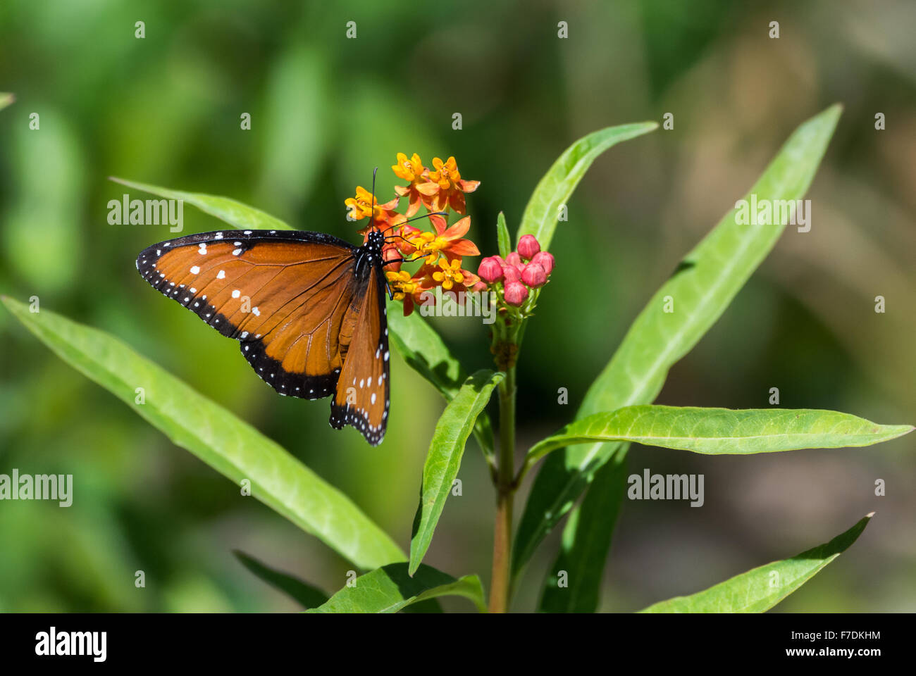 Un Queen arancione farfalla (Danaus gilippus) ballando intorno fiori selvatici. Il Parco nazionale del Saguaro, Tucson, Arizona, Stati Uniti. Foto Stock