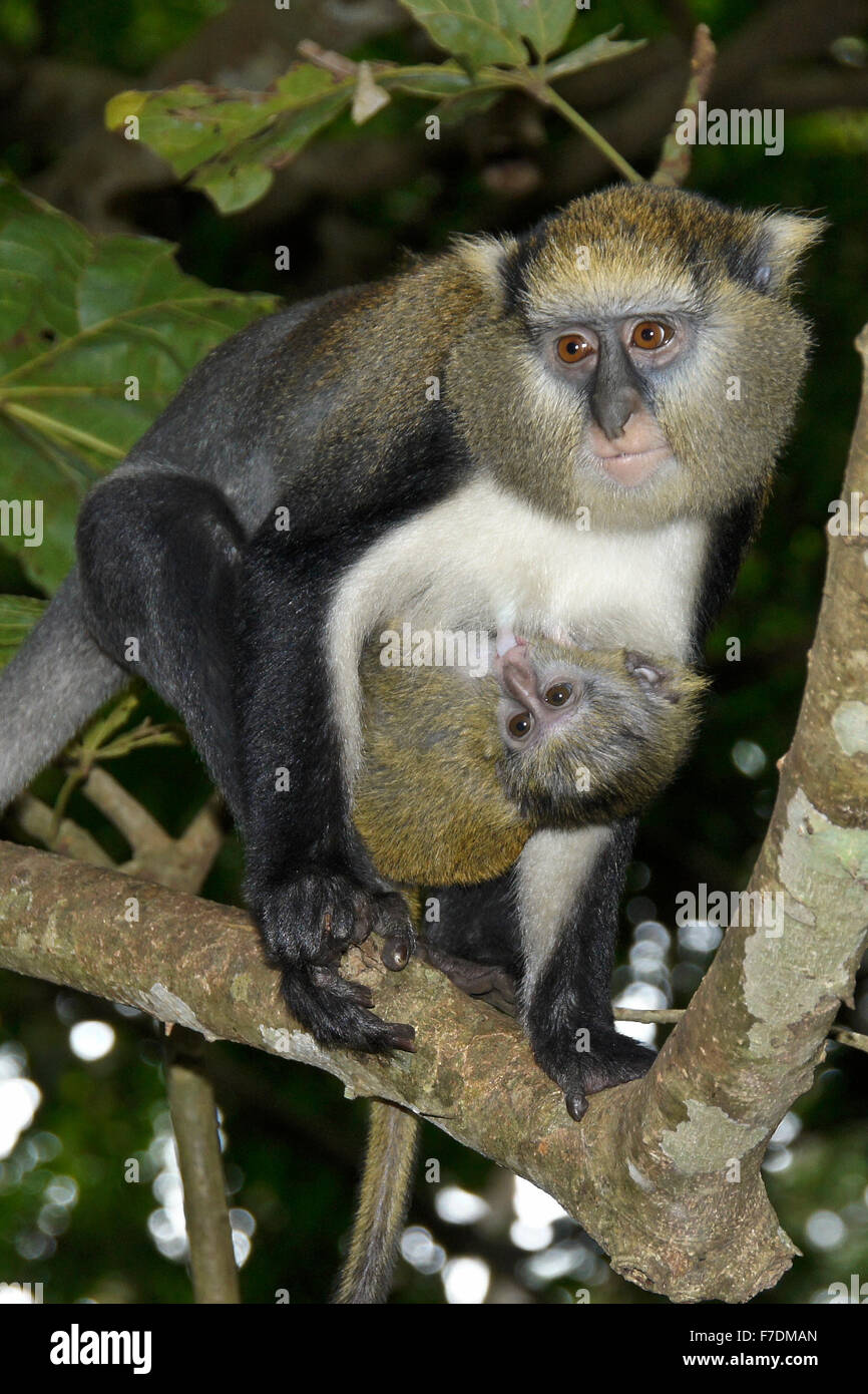Lowe's mona scimmie (femmina e il lattante), Boabeng-Fiema Monkey Santuario, Ghana Foto Stock