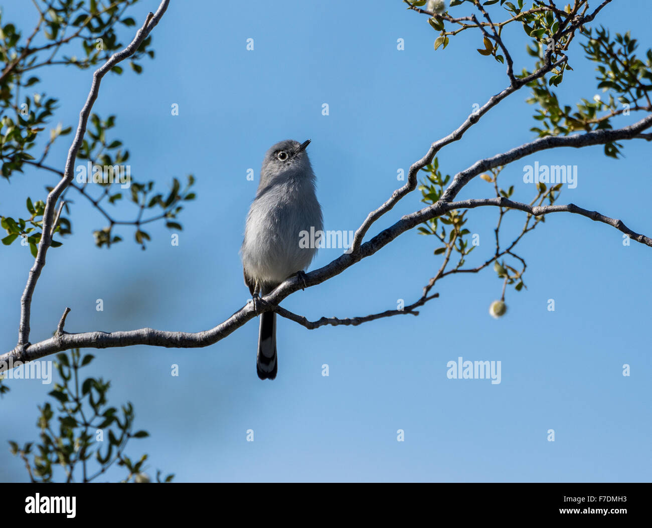 Un nero-tailed Gnatcatcher (Polioptila melanura) su un ramo di albero. Tucson, Arizona, Stati Uniti. Foto Stock