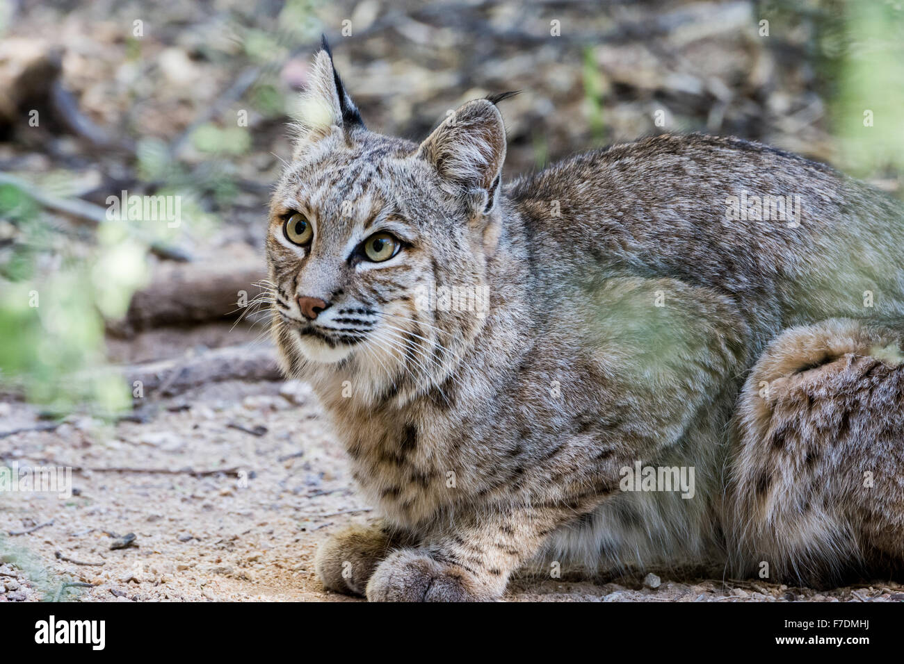 Un Bobcat (Lynx rufus) nel deserto. Tucson, Arizona, Stati Uniti. Foto Stock