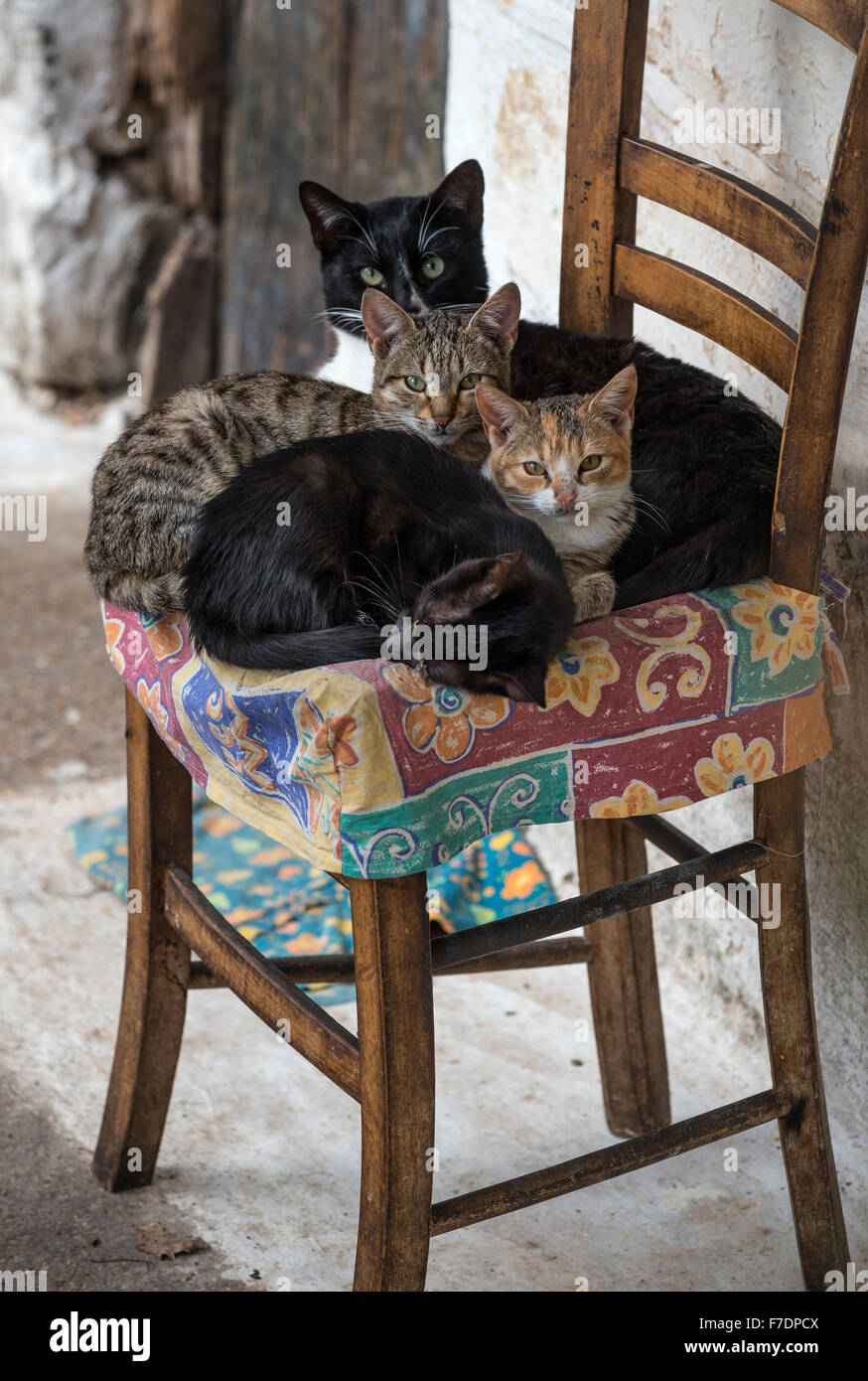 Gatti greco in appoggio su una sedia nel villaggio di Proastio nelle mani, sud del Peloponneso, Grecia Foto Stock