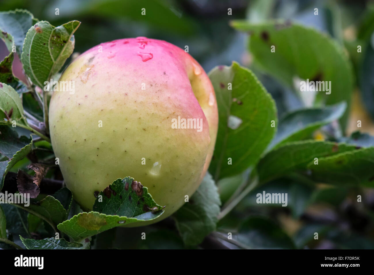 Mele biologiche crescente sul ramo di albero Foto Stock