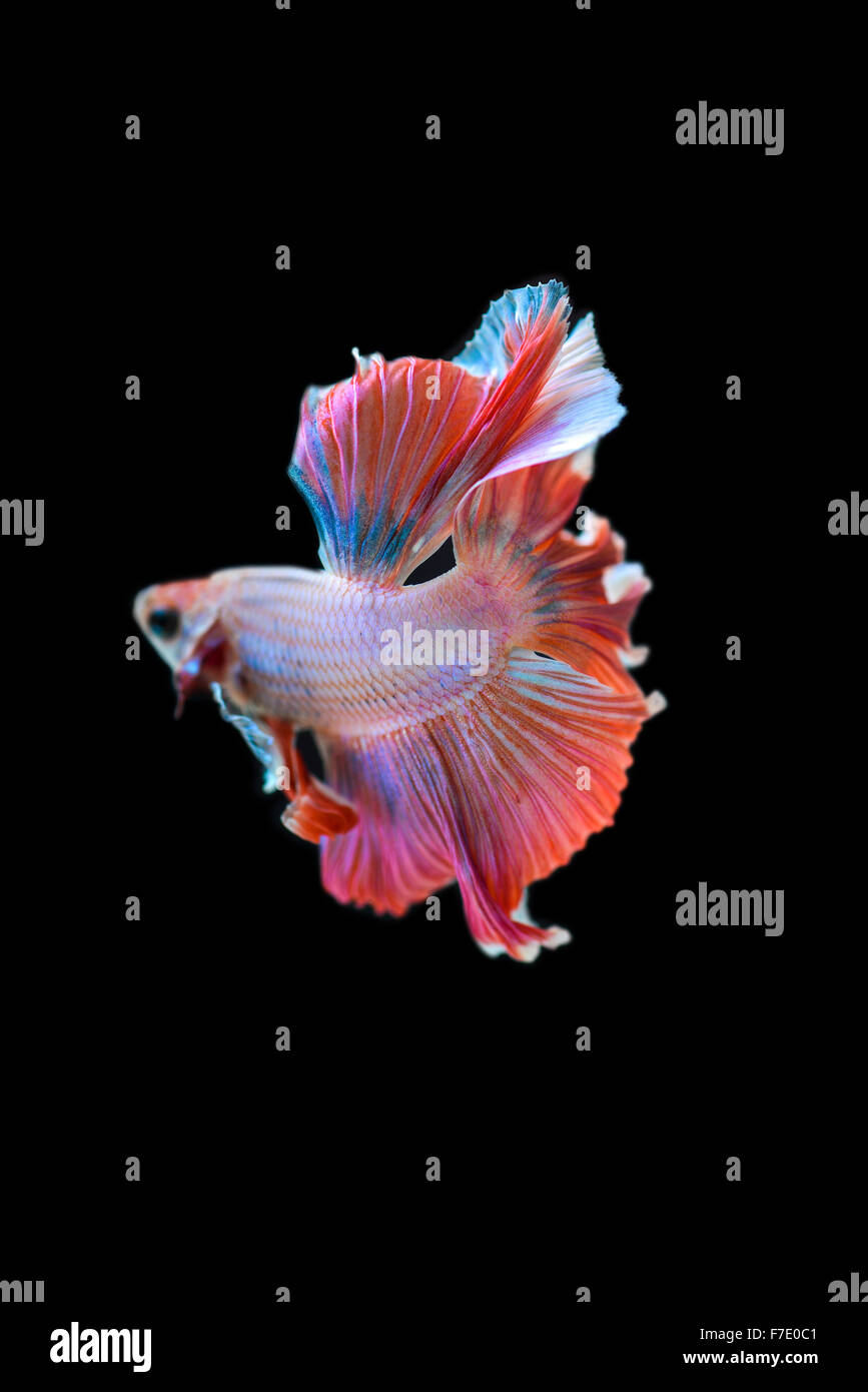 Betta pesce mezza luna Foto Stock