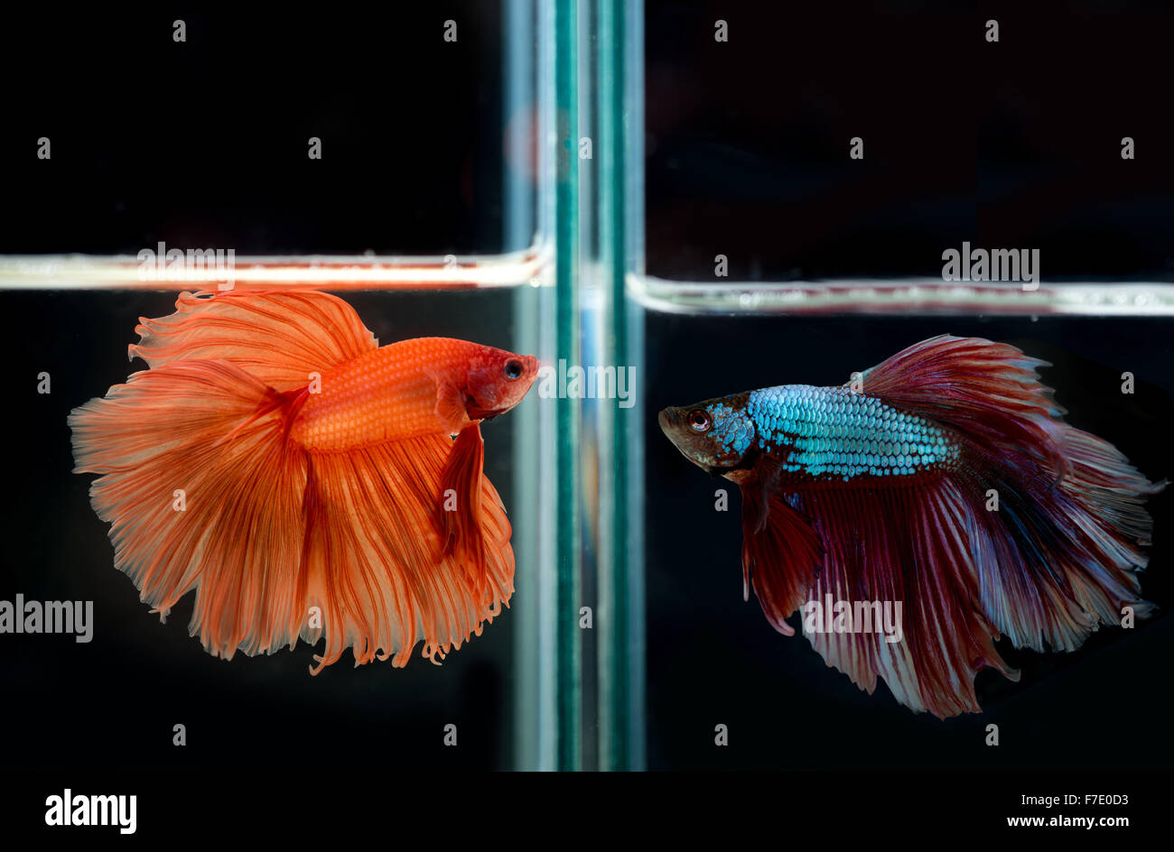 Siamese fighting fish affrontare Foto Stock