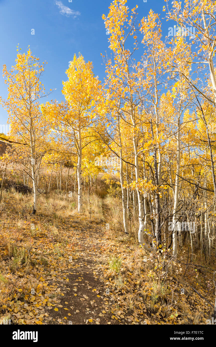 Un sentiero collinare affiancato da golden vacilla aspen alberi a Kenosha Pass, Colorado. Foto Stock