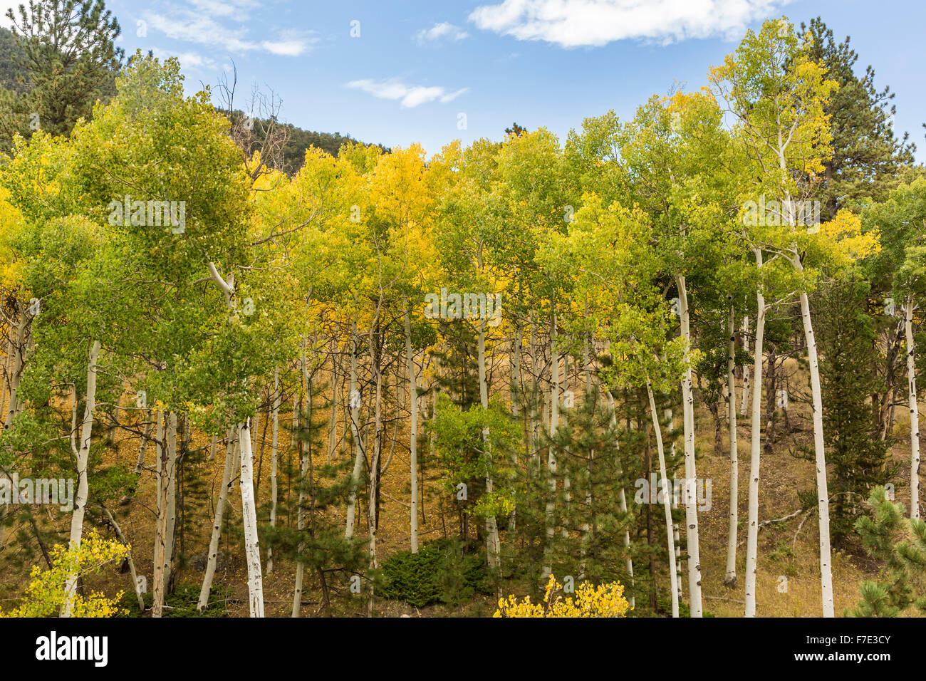 Un boschetto di tall curvando white aspen trunk Wilkerson Pass, Colorado. Foto Stock
