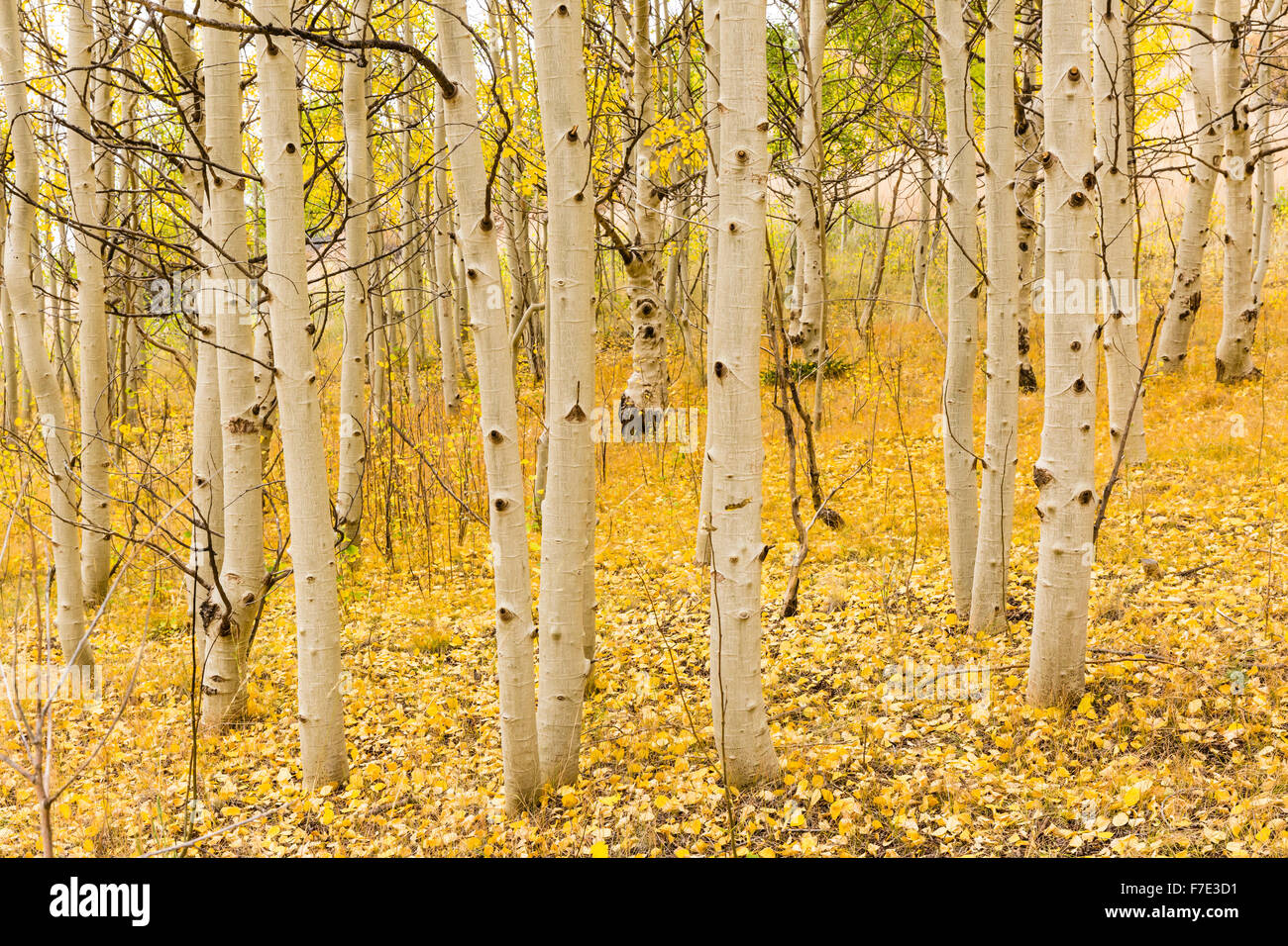 Un tappeto dorato di foglie sotto le linee bianche di vacilla aspen alberi in Wilkerson Pass, Colorado. Foto Stock