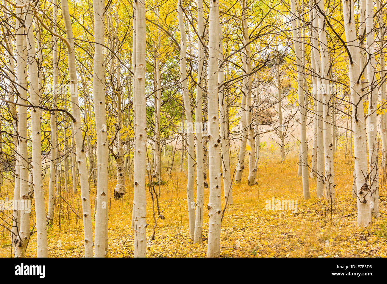 Un tappeto dorato di foglie sotto le linee bianche di vacilla aspen alberi in Wilkerson Pass, Colorado. Foto Stock