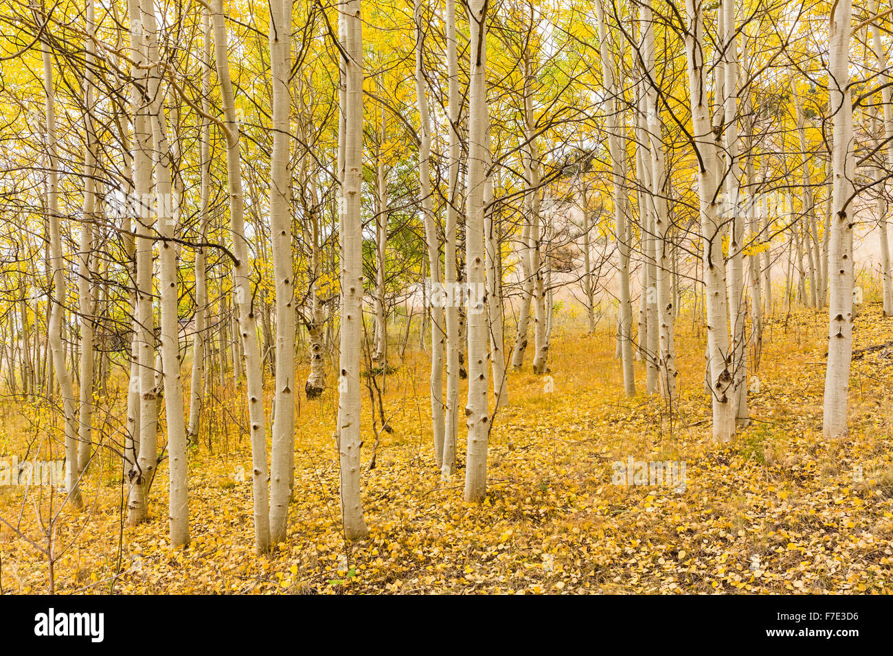 Un tappeto dorato di foglie sotto le linee bianche di vacilla aspen alberi in Wilkerson Pass, Colorado. Foto Stock