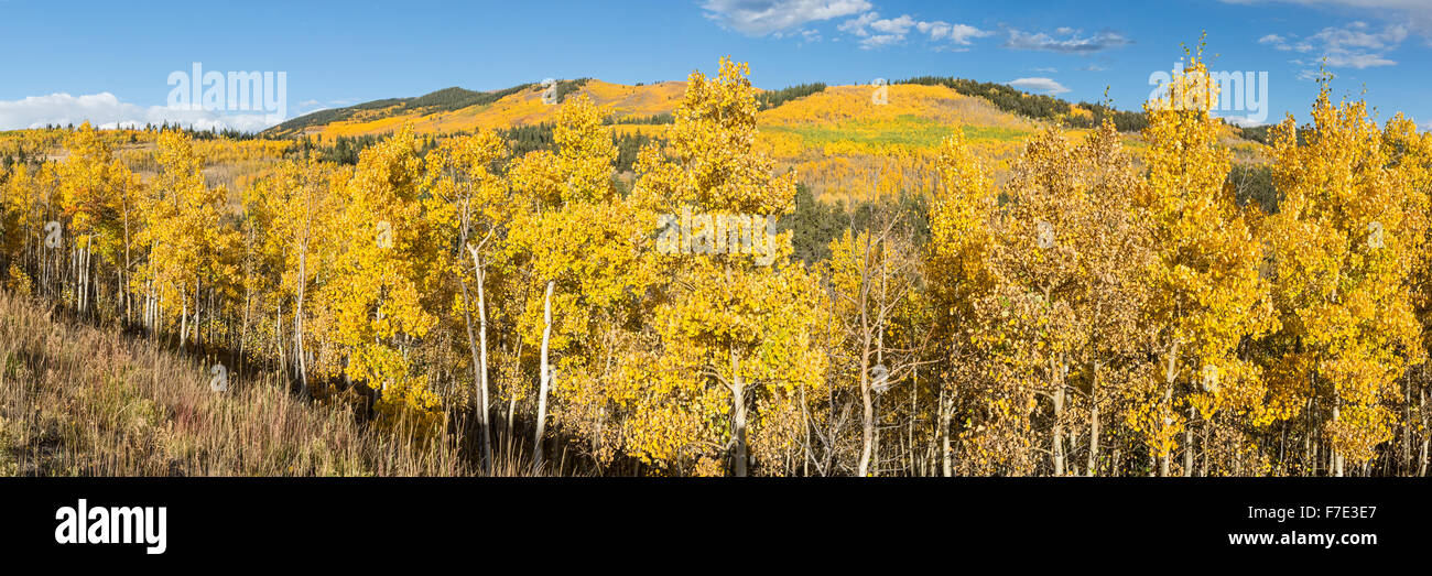 Una collina piena di golden aspen alberi con la Twin Peaks in background in Kenosha Pass, Colorado. Foto Stock