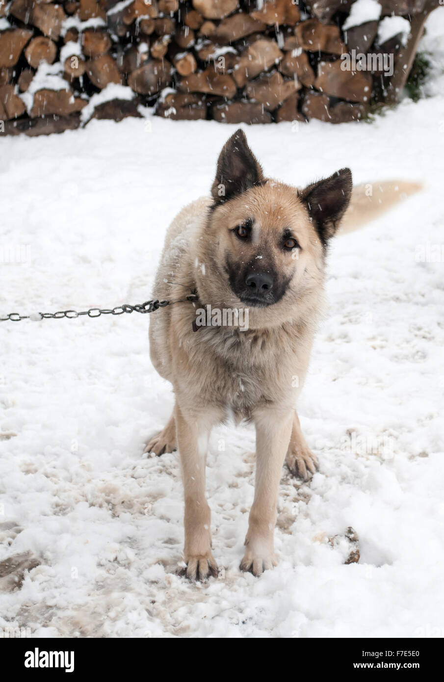 Il cane pastore sulla catena. Close up Foto Stock