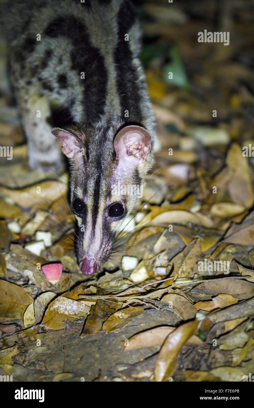 Internamente allevati Owston's zibetto (Chrotogale owstoni), salva il Vietnam Wildlife/carnivoro & Pangolin programma di conservazione, Vietnam Foto Stock