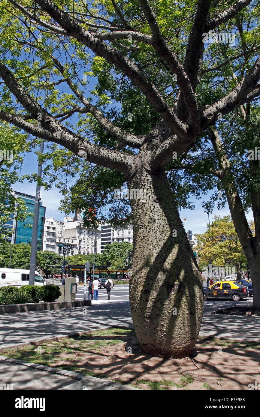 Il filo interdentale in seta albero Ceiba speciosa, formerly Chorisia speciosa, è una specie di albero a foglie decidue originario del Sud America Foto Stock