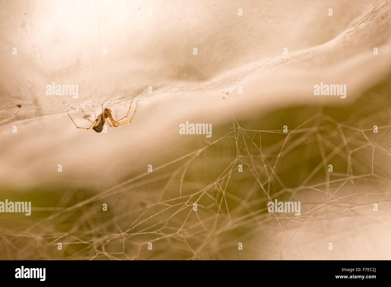 Tessitore di foglio o sheetweb spider (Linyphiidae). Un ragno sheetweb aggrappati alla superficie inferiore del suo web. Fotografato in Israe Foto Stock
