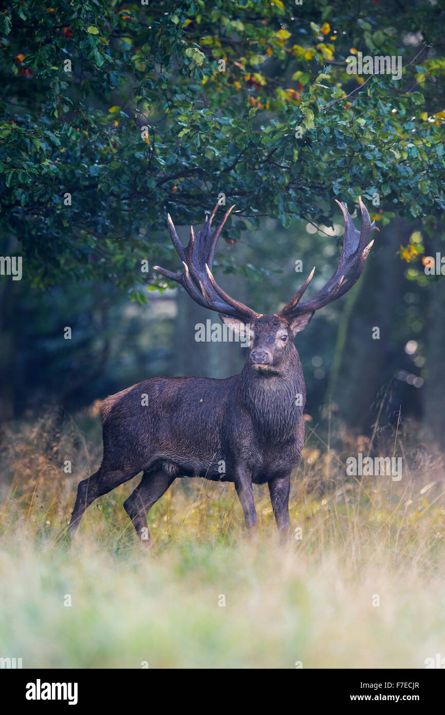 Il cervo (Cervus elaphus), Royal Stag in piedi vicino alla foresta di nebbia, Zelanda, Danimarca Foto Stock