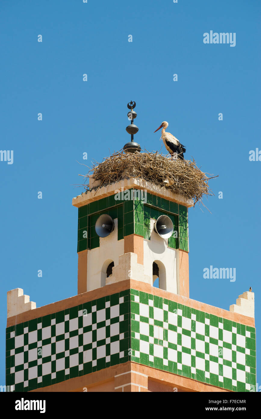 Cicogna bianca (Ciconia ciconia), il minareto, Ait-Ben-Haddou, Sito del Patrimonio Mondiale, Ait Benhaddou, Souss-Massa-Draa Regione, Marocco Foto Stock