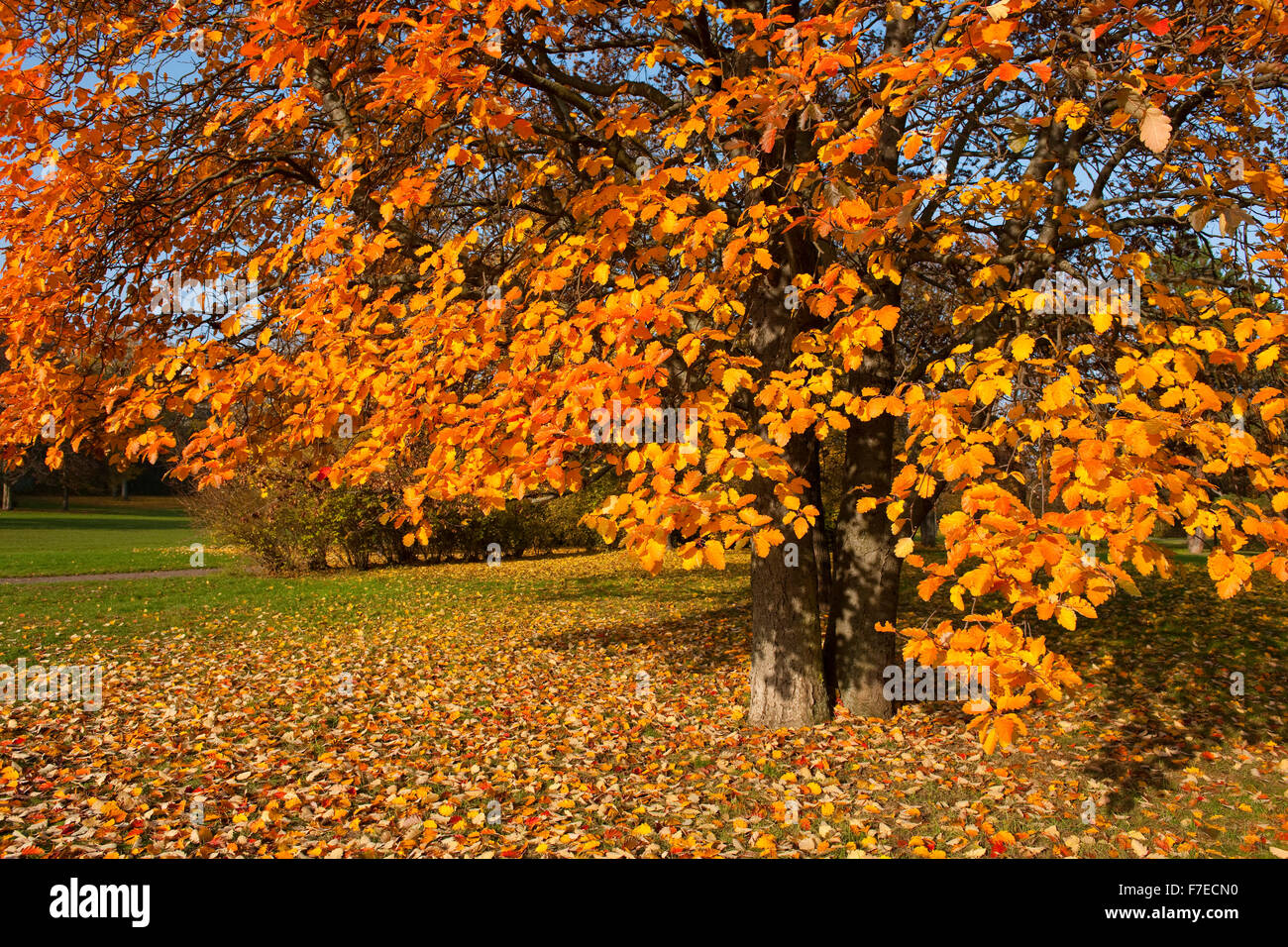 Sorbo montano svedese (Sorbus intermedia) con autunnale di foglie colorate, Parco, Erfurt, Turingia, Germania Foto Stock