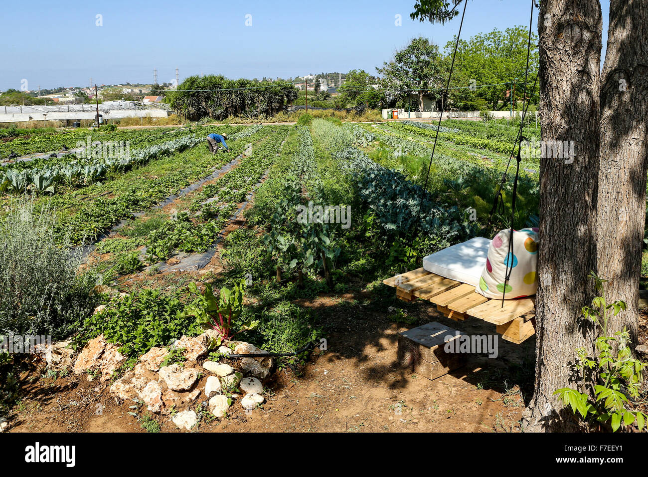 Agricoltura biologica. una piccola patch di fragola Foto Stock