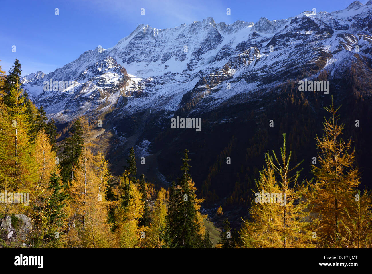 Breithorn, Lötschental, autunno, larici, Alpi del Vallese, Svizzera Foto Stock