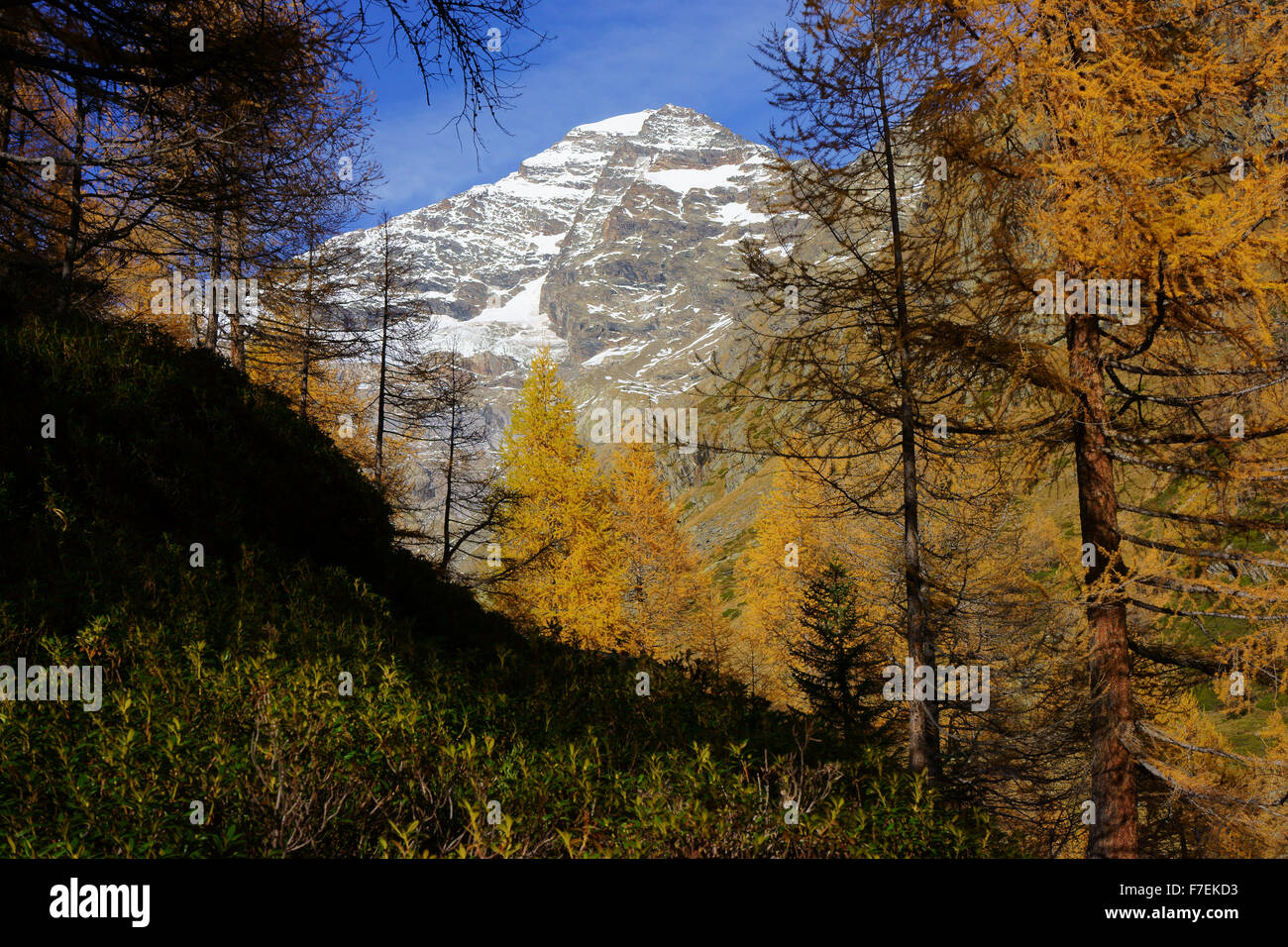 Mt.Lauterbrunnen Breithorn, lato sud dal Lötschental, bosco di larici in collezione autunno, Alpi del Vallese, Svizzera Foto Stock