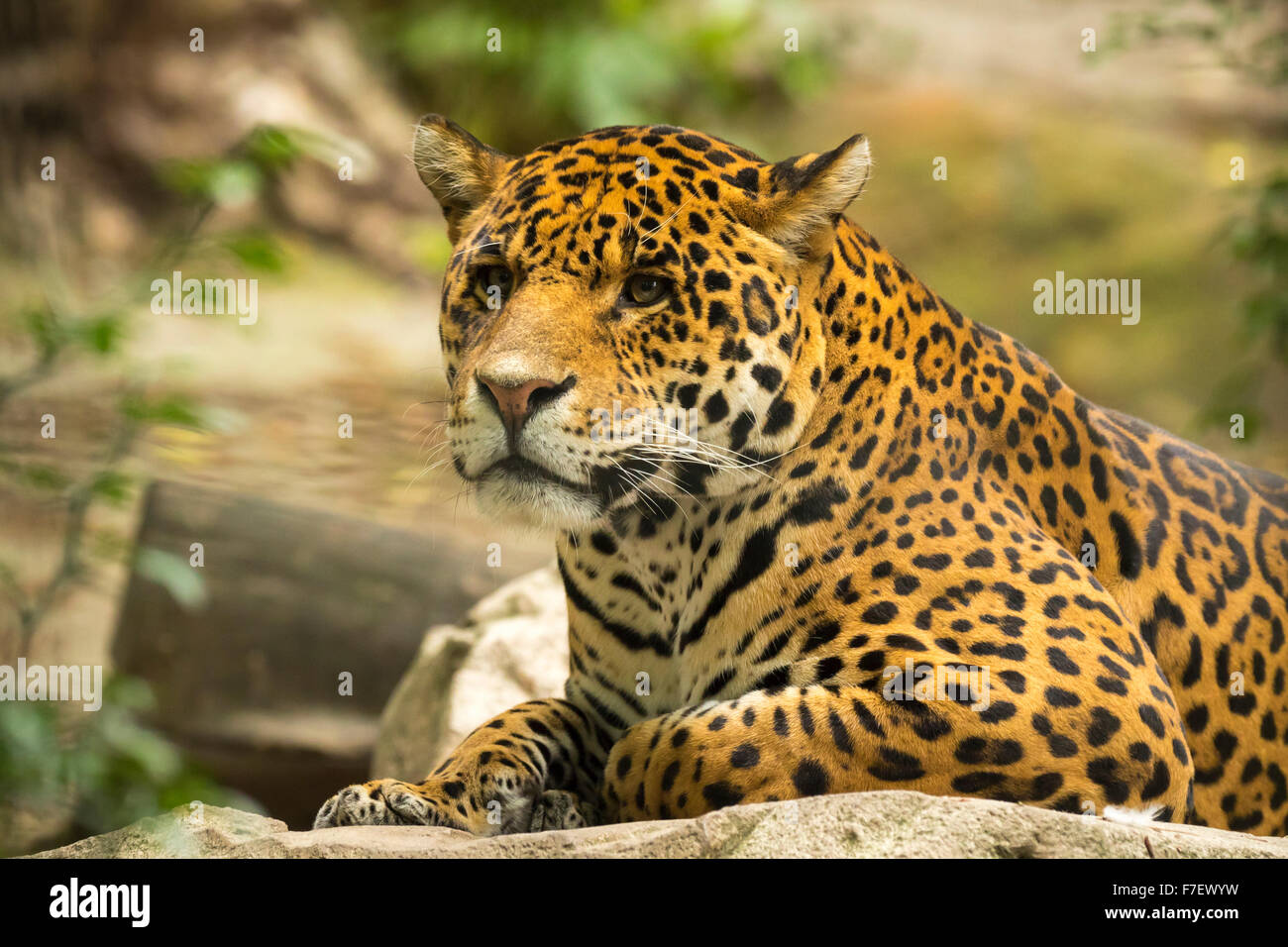 Il leopardo persiano (Panthera pardus ciscaucasica syn. Panthera pardus saxicolor), chiamato anche il Caucaso in Leopard o centrale Foto Stock
