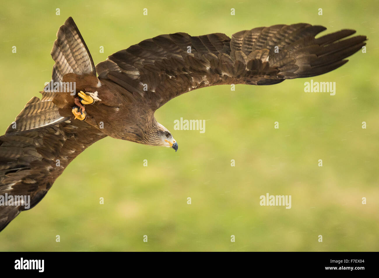 Nibbio reale (Milvus milvus) in volo a caccia di una preda Foto Stock