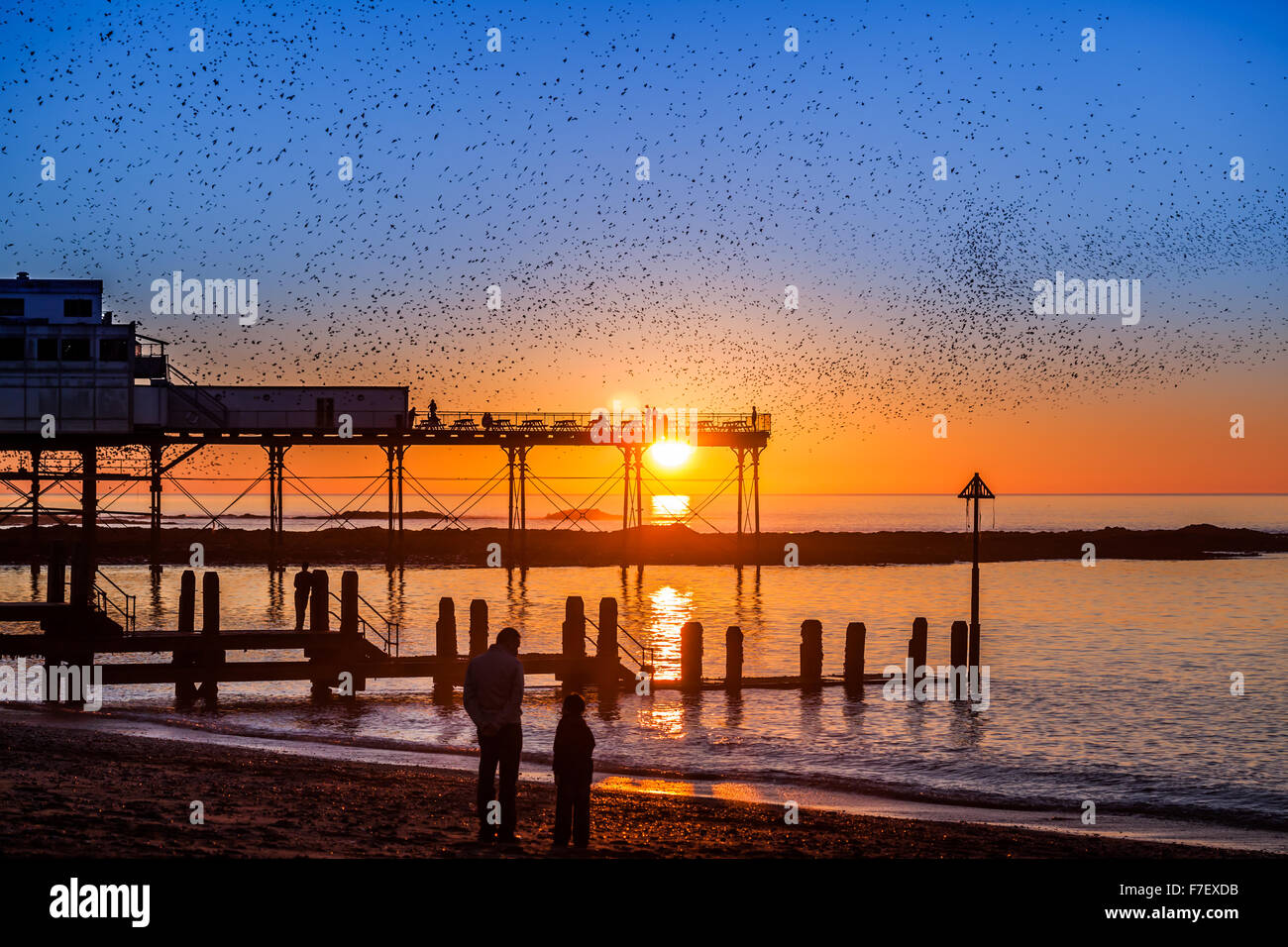 Starling murmuration oltre Aberystwyth pier al tramonto Foto Stock