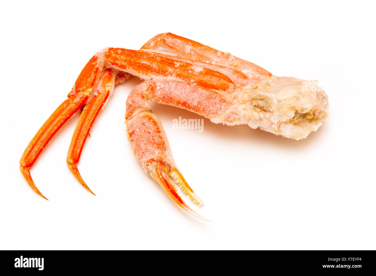 Grancevole (Chionoecetes opilio) o Tanner crab isolato su un bianco di sfondo per studio. Foto Stock